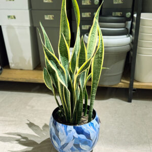 Alternative view of Σανσιβέρια - Sansevieria