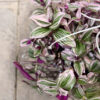 Τηλέγραφος Ζέμπρα -Tradescantia Zebrina