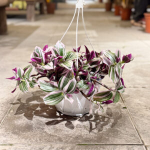 Alternative view of Τηλέγραφος Ζέμπρα -Tradescantia Zebrina