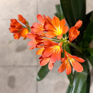 Alternative view of Κλίβια – Clivia Miniata