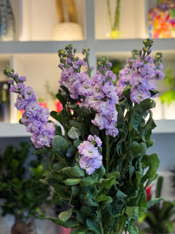 Η αρωματική βιολέτα είναι ένα φίνο και εκλεπτυσμένο άνθος που αποπνέει ρομαντισμό, ηρεμία και φυσική κομψότητα. Με τα απαλά της χρώματα και το διακριτικό της άρωμα, φέρνει στο χώρο μια αίσθηση φρεσκάδας και γαλήνης.