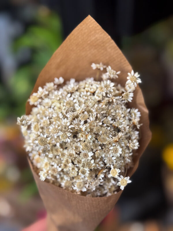 Η ομορφιά του λευκού στη πιο φυσική του μορφή. Αυτή η ανθοδέσμη μοιάζει με φωτογραφία σε φιλμ — απαλό φως, καθαρή υφή, σιωπή. Είναι η ουσία της ήρεμης πολυτέλειας, εκεί όπου κάθε πέταλο γίνεται μικρή υπόσχεση διάρκειας. Minimal, timeless, poetic.