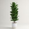 Φίκος Λυράτα Φυτό - Ficus lyrata