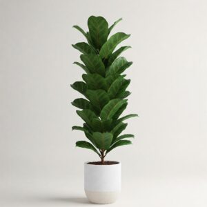 Φίκος Λυράτα Φυτό - Ficus lyrata