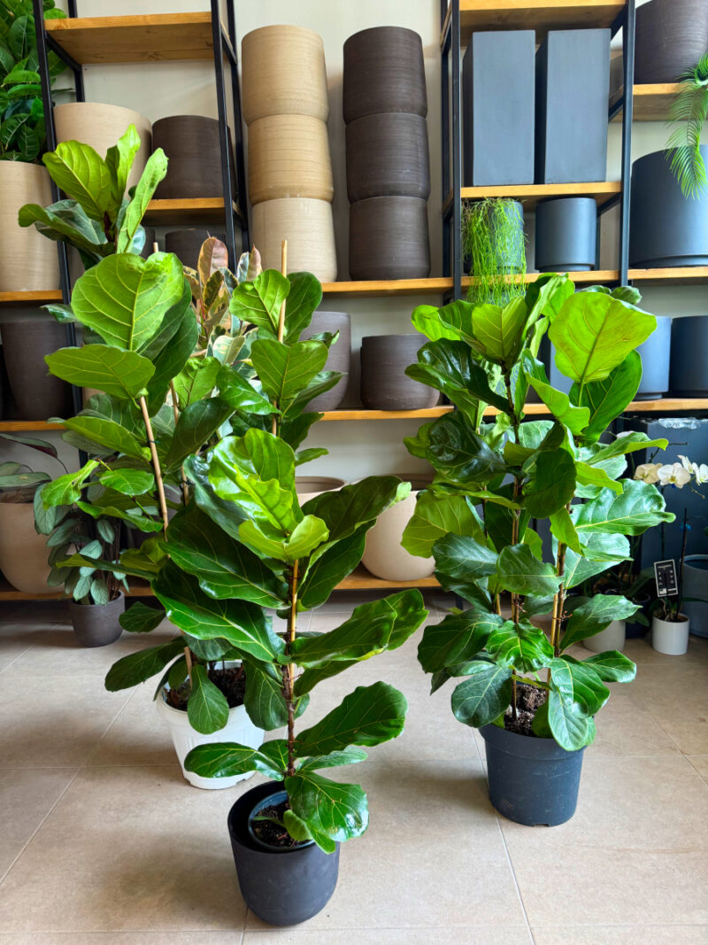 Φίκος Λυράτα Φυτό - Ficus lyrata - 3 φυτά - Image 3