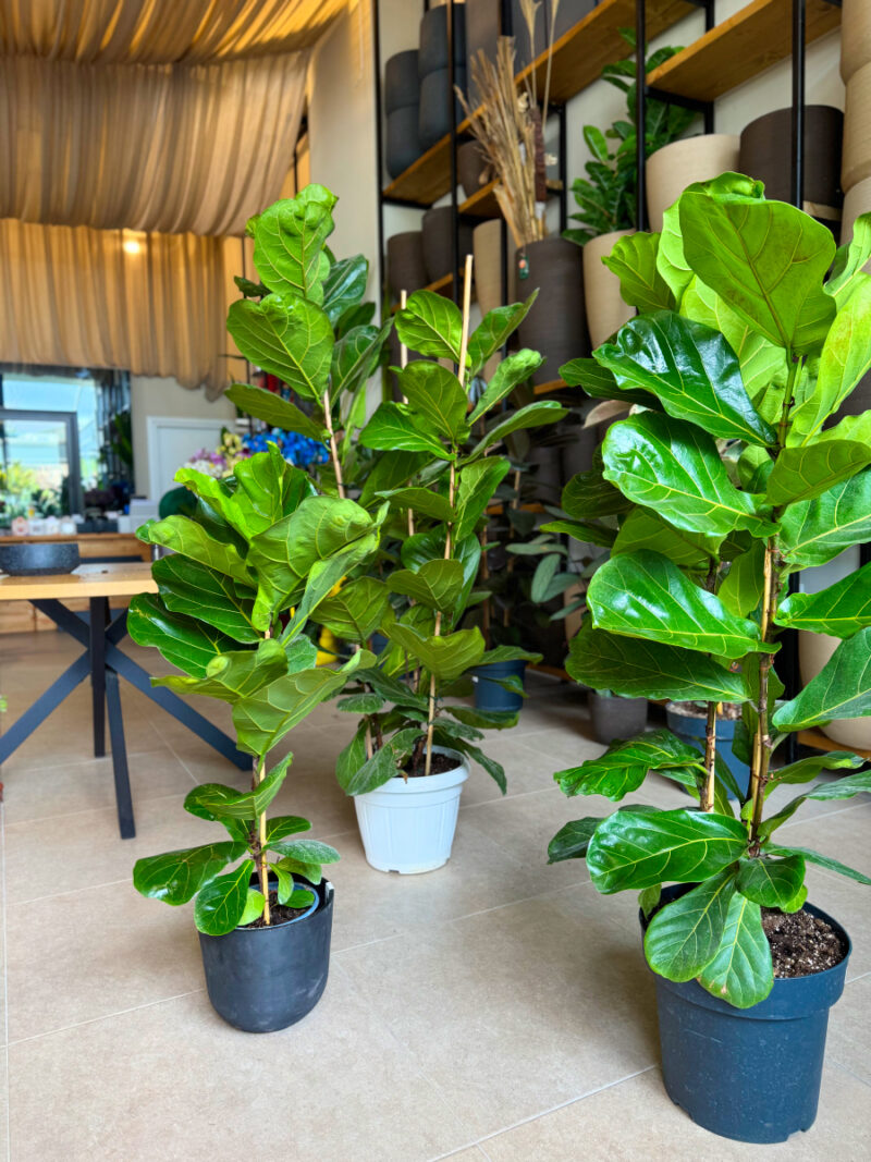 Φίκος Λυράτα Φυτό - Ficus lyrata - 3 φυτά - Image 2