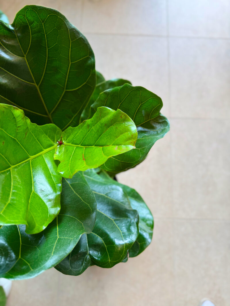Φίκος Λυράτα Φυτό - Ficus lyrata - 3 φυτά - Image 5