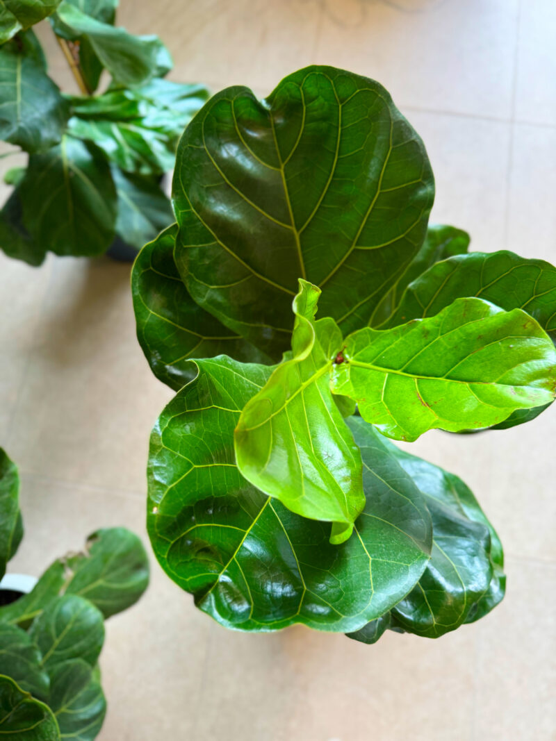Φίκος Λυράτα Φυτό - Ficus lyrata - 3 φυτά - Image 9