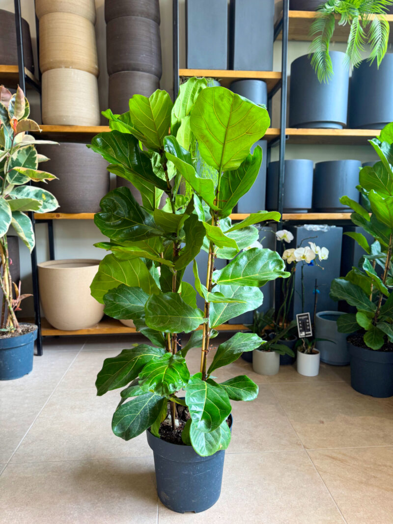 Φίκος Λυράτα Φυτό - Ficus lyrata - 3 φυτά - Image 14