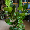 Φίκος Λυράτα Φυτό - Ficus lyrata - 3 φυτά