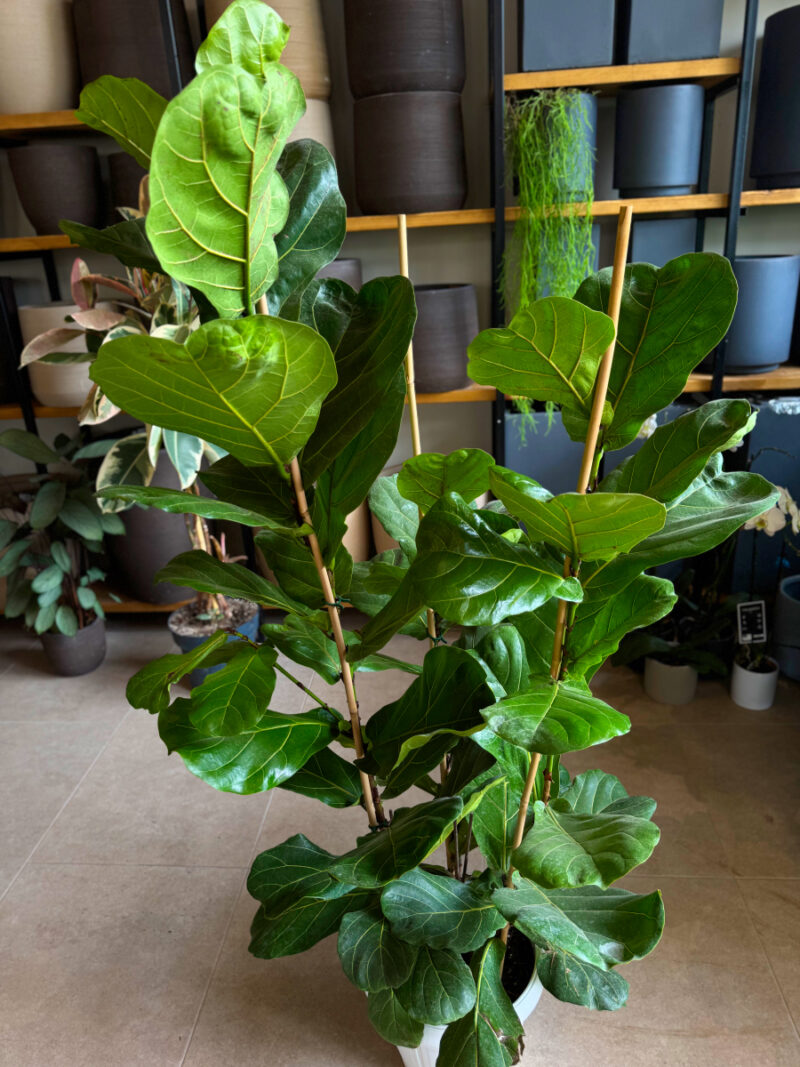 Ο Φίκος Λυράτα (Ficus lyrata) σε αυτή τη σύνθεση αποτελείται από τρία ξεχωριστά φυτά με δικές τους ρίζες, φυτεμένα μαζί για πιο πλούσια και εντυπωσιακή ανάπτυξη. Κάθε ρίζα συμβάλλει στη δημιουργία ενός γερού, πυκνού φυλλώματος που χαρίζει στο φυτό δυναμική παρουσία και φυσική ισορροπία. Χάρη στις τρεις ανεξάρτητες ρίζες, το φυτό αναπτύσσεται ομοιόμορφα, παραμένει πιο σταθερό και δημιουργεί μια γεμάτη, καλλωπιστική εικόνα, ιδανική για εσωτερικούς χώρους που χρειάζονται μια πινελιά τροπικής φρεσκάδας και κομψότητας