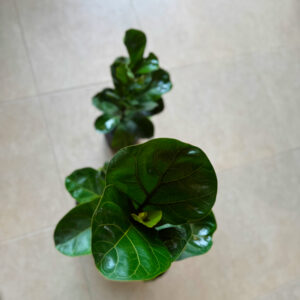 Φίκος Λυράτα Bambino – Ficus Lyrata 'Bambino'