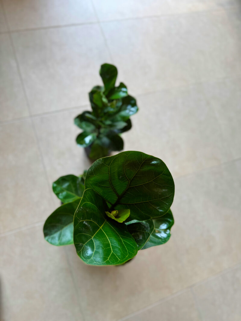 Φίκος Λυράτα Bambino – Ficus Lyrata 'Bambino'