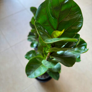Ο Φίκος Λυράτα (Ficus lyrata), γνωστός και ως Fiddle Leaf Fig, είναι από τα πιο δημοφιλή φυτά εσωτερικού χώρου παγκοσμίως.