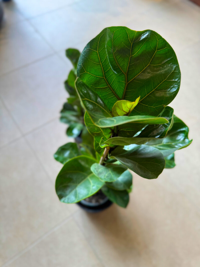 Ο Φίκος Λυράτα (Ficus lyrata), γνωστός και ως Fiddle Leaf Fig, είναι από τα πιο δημοφιλή φυτά εσωτερικού χώρου παγκοσμίως.
