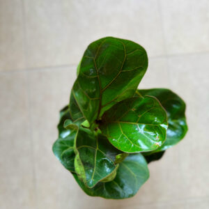 Φίκος Λυράτα Bambino – Ficus Lyrata 'Bambino'