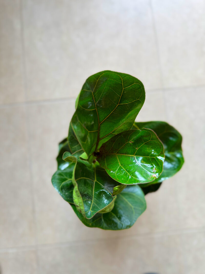 Φίκος Λυράτα Bambino – Ficus Lyrata 'Bambino'