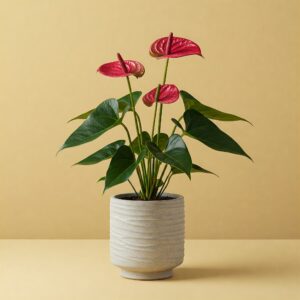 Ανθούριο - Anthurium
