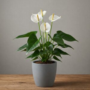 Ανθούριο Λευκό - Anthurium White