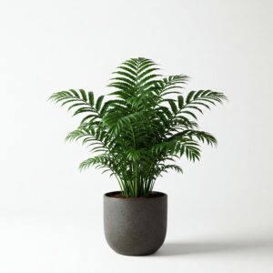 Χαμαιδωρέα - Chamaedorea Elegans