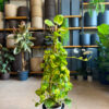 Πόθος Πυραμίδα – Epipremnum aureum