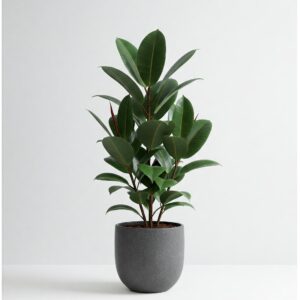 Φίκος Ελάστικα - Ficus Elastica