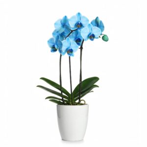 Ορχιδέα Μπλε - Orchid Phalaenopsis Blue