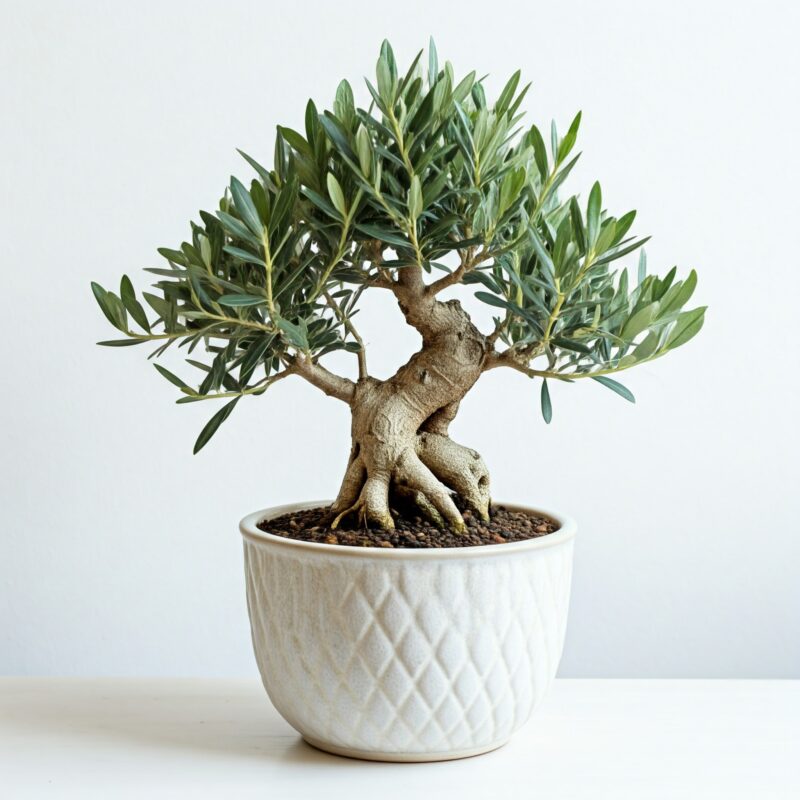 Ελιά Μπονσάι - Bonsai Olive Tree - Image 2