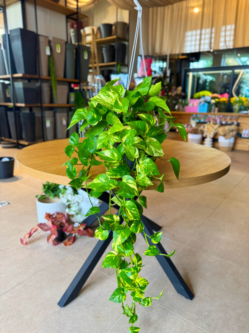 Πόθος – Epipremnum aureum Golden Pothos - Image 4