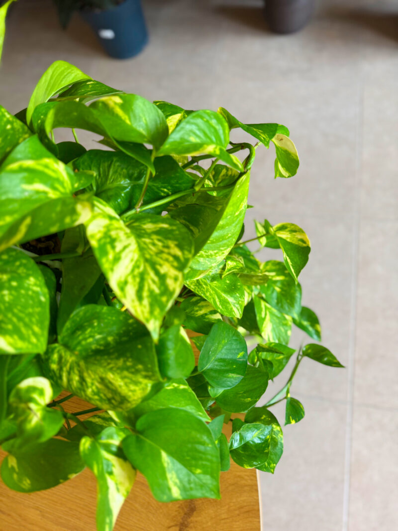 Πόθος – Epipremnum aureum Golden Pothos - Image 7