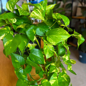 Πόθος – Epipremnum aureum Golden Pothos
