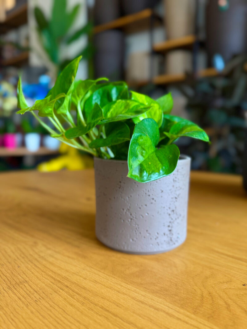 Πόθος – Epipremnum aureum Golden Pothos - Image 5