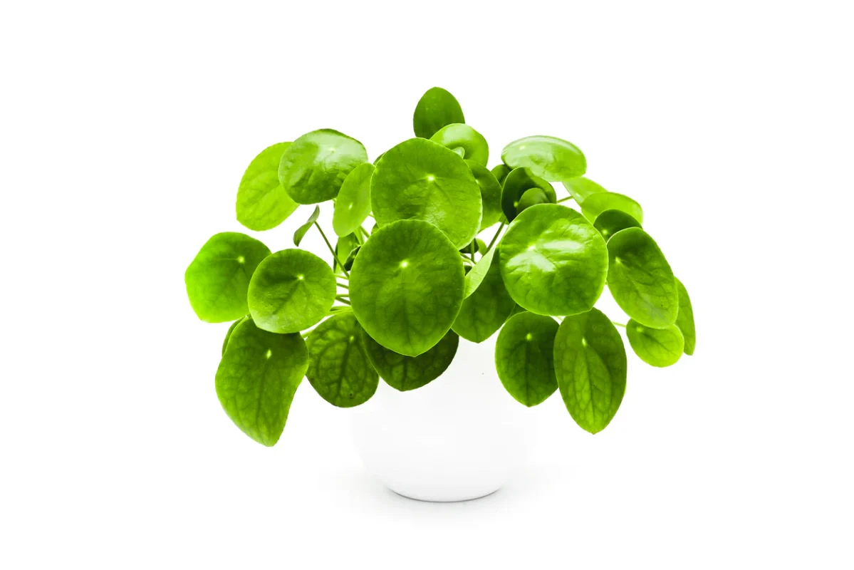 Πιλέα - Pilea Peperomoides - Image 3