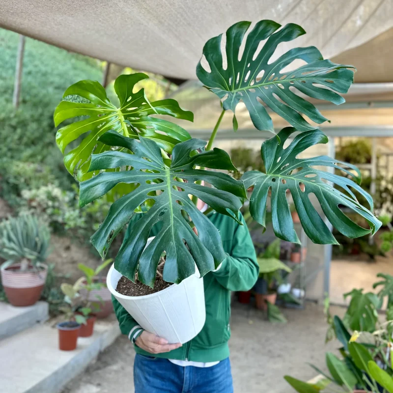 Μονστέρα - Monstera Deliciosa - Image 3