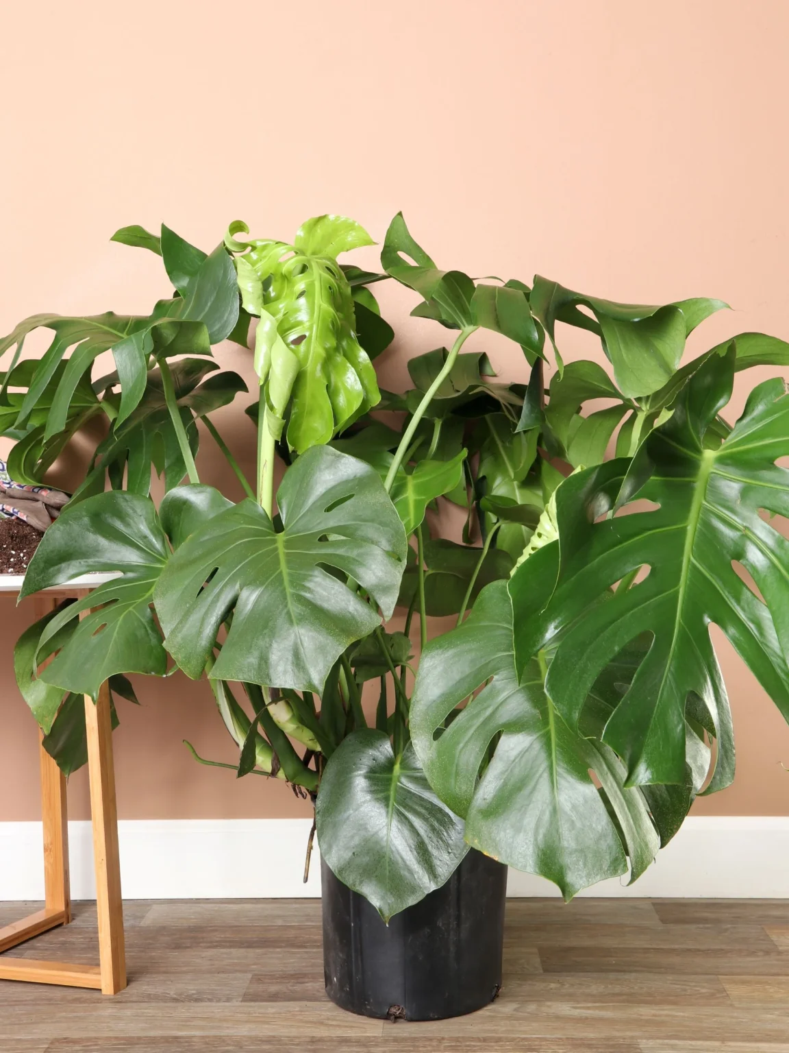 Μονστέρα - Monstera Deliciosa - Image 4