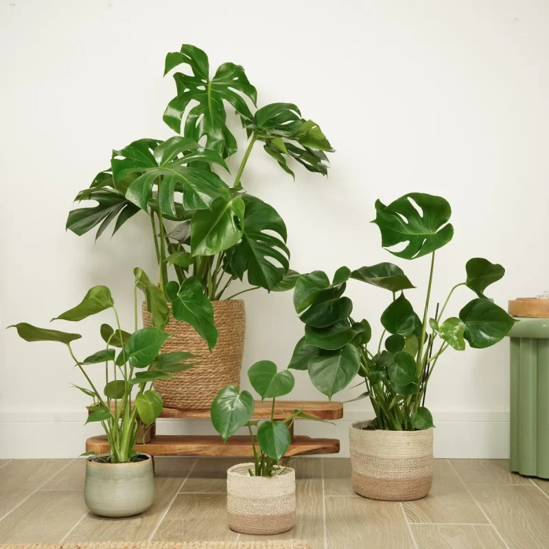 Μονστέρα - Monstera Deliciosa - Image 5
