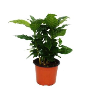 Καφεόδεντρο φυτο - Coffea Arabica