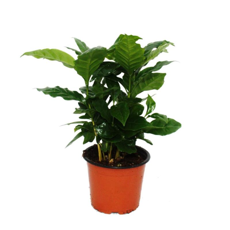 Καφεόδεντρο φυτο - Coffea Arabica