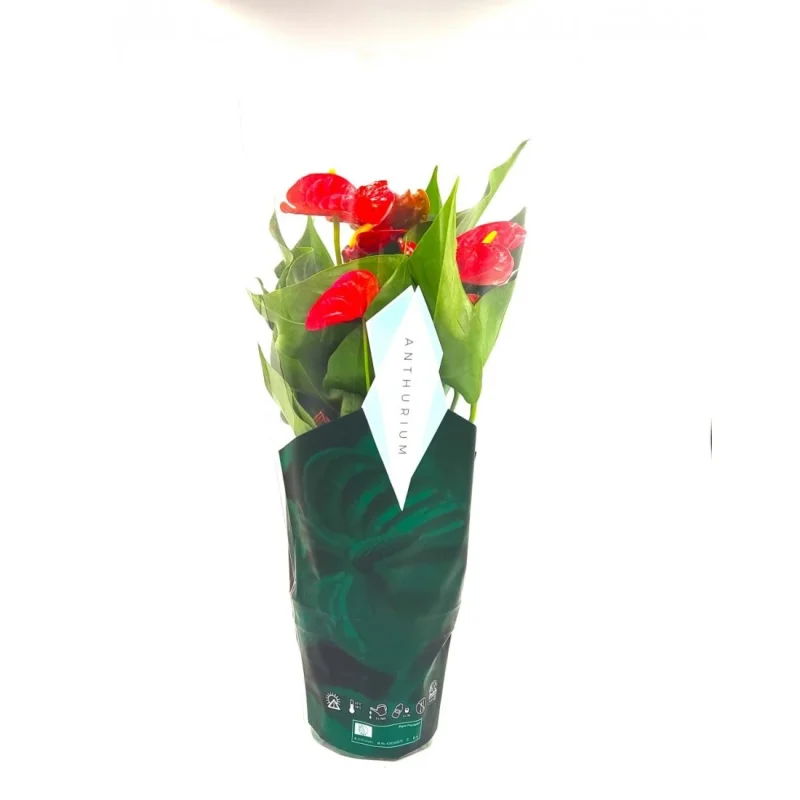 Ανθούριο - Anthurium - Image 2
