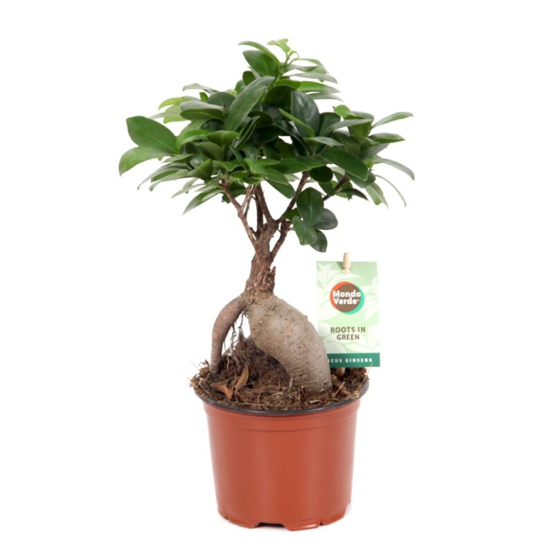 Φίκος Τζίνσενγκ - Ficus Ginseng - Image 5
