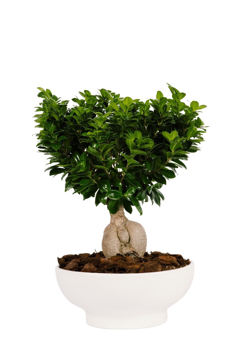 Φίκος Τζίνσενγκ - Ficus Ginseng - Image 4