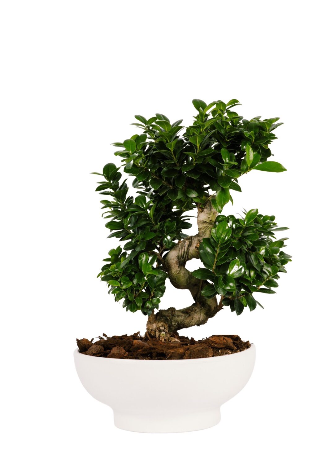Φίκος Τζίνσενγκ - Ficus Ginseng - Image 3