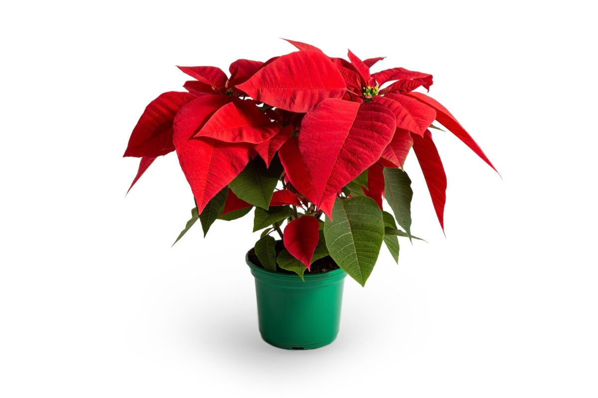 Poinsettia Plant  - Αλεξανδρινό φυτό