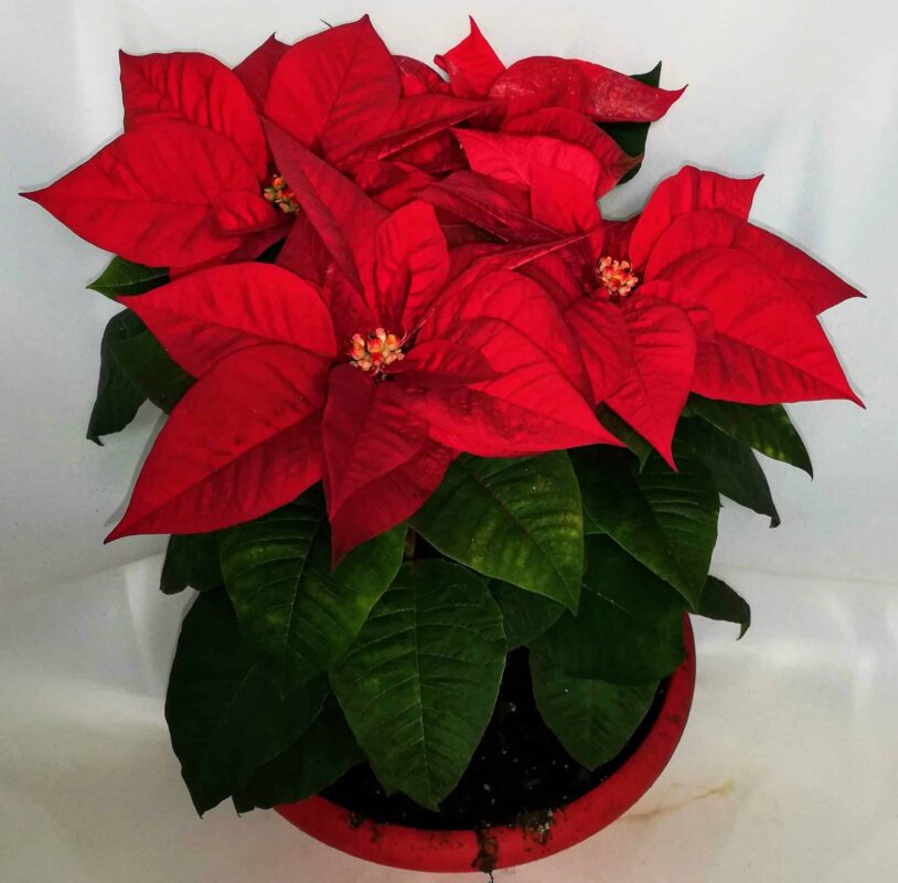 Poinsettia Plant  - Αλεξανδρινό φυτό - Image 3