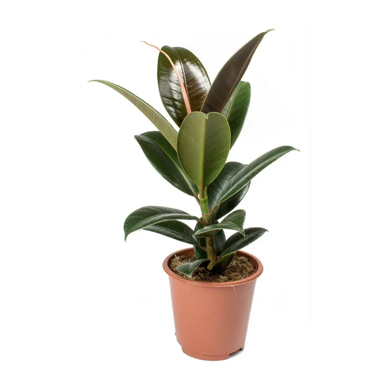 Φίκος Ελάστικα - Ficus Elastica - Image 6