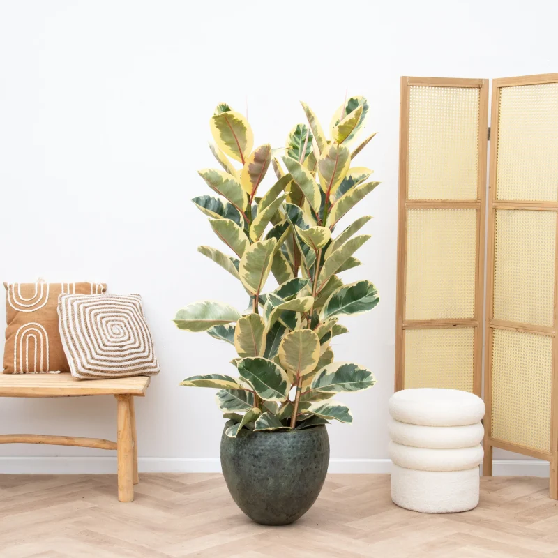 Φίκος Ελάστικα Ροζ - Ficus Elastica 'Ruby' - Image 3