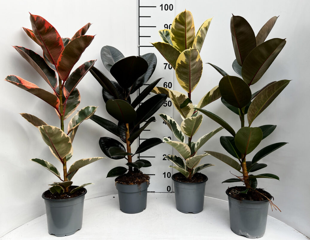 Φίκος Ελάστικα Ροζ - Ficus Elastica 'Ruby' - Image 4