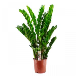 Ζάμια – Zamioculcas zamiifolia