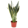 Σανσεβιέρια – Sansevieria Trifasciata