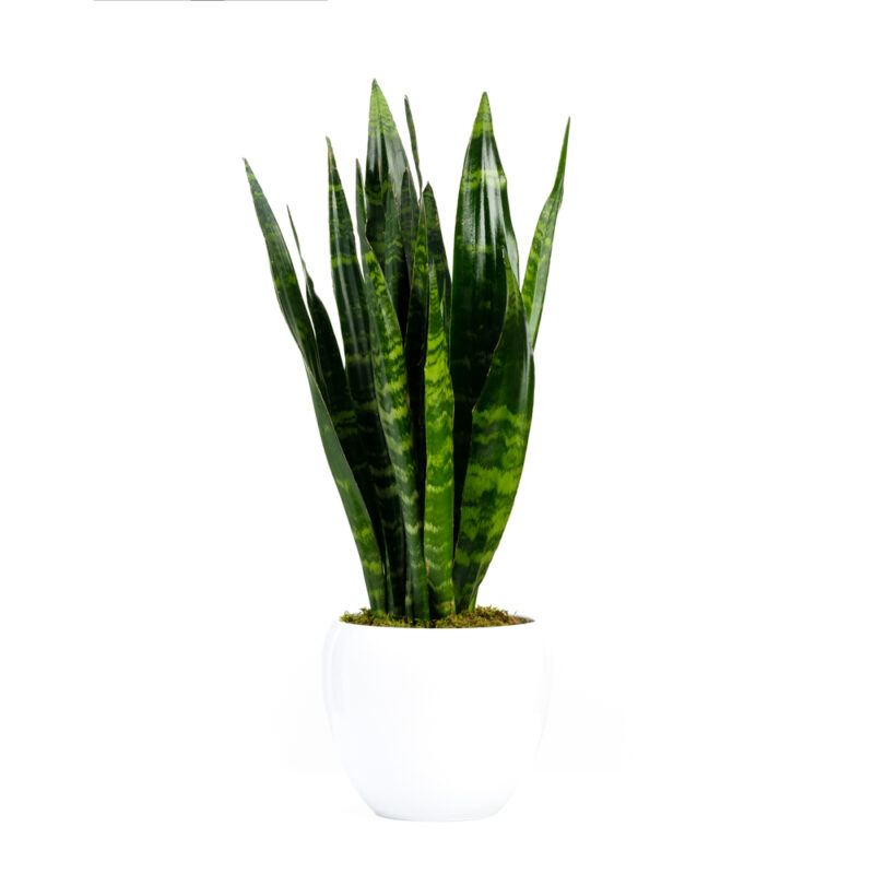 Σανσιβέρια - Sansevieria - Image 3